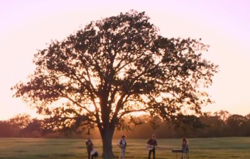 screen shot of image of tree for music video